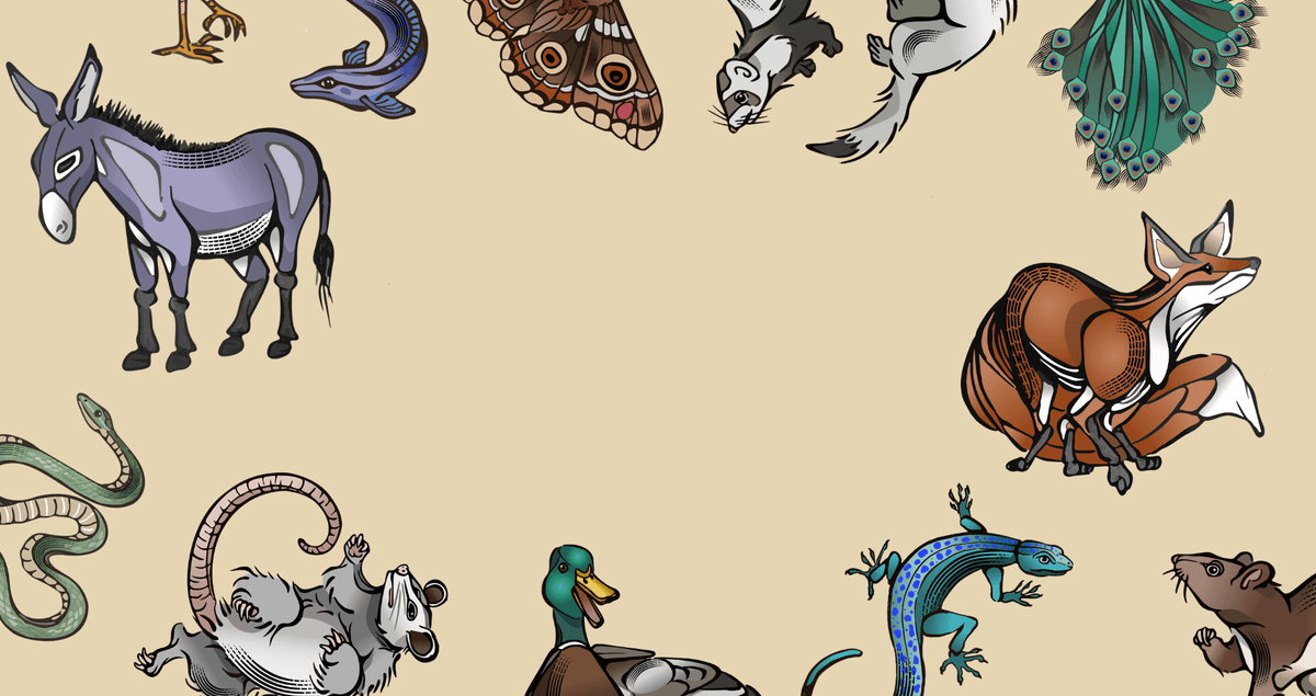 Animal illustrations